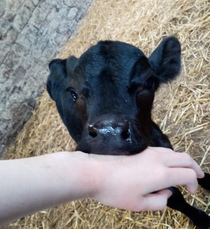 Foley trying to eat my hand