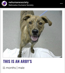 For a  dollar donation Nebraska humane society will let you name an available animal
