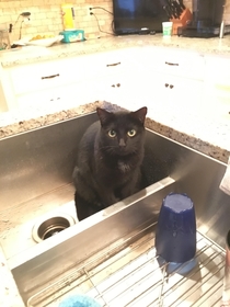 For some odd reason my cat loves sitting in the kitchen sink