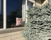 For weeks weve been having issues with a bird flying into this window My daughters Nicolas Cage pillow solved the problem