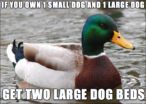 For you dog owners out there