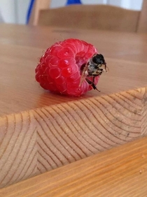 Found a bee thinking about its day in one of my Raspberries