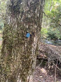 Found a dogwood on my hike