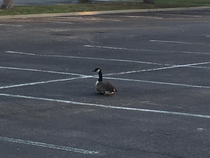 Found a goose on a parking spot