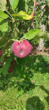 Found a heartass apple