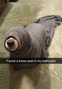 Found a loose seal in my bathroom