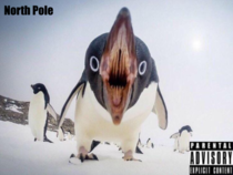 Found a picture of a penguins mouth and couldnt stop thinking about how he looked like he was about to drop some of the hottest bars the north pole has ever seen