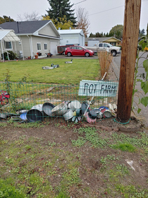 Found a pot farm in the neighborhood