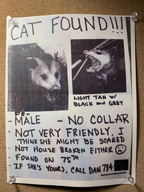 Found Cat flyer at local restaurant