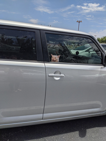 Found in a PetCo parking lot