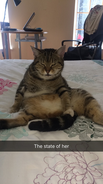 Found my cat sitting like this on my bed 