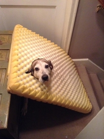 Found my dog like this She ate through her bed and got herself caught