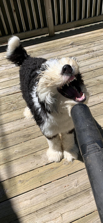 Found out my dog loves the leaf blower