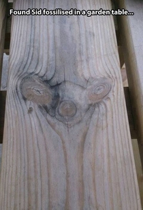 Found Sid fossilized in a garden table