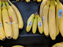 Found some small bananas Bananas for scale