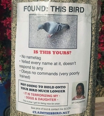 FOUND THIS BIRD