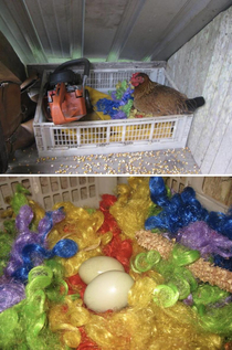 Found this clown wig nest while living on a farm in Ecuador