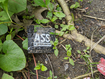 Found this curious looking condom wrapper in the woods