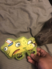 Found this gem of a dog toy and had to pick it up More so for myself rather than my dog although she loves it 