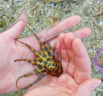 Found this guy in a tide pool what should i call him