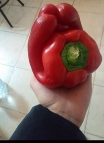 Found this original italian pepper - Va bene