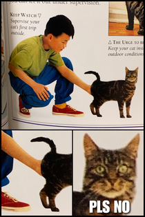 Found this photo in a book titled  Essential Tips Cat Care