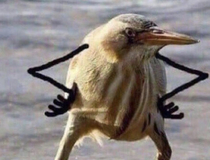 found this picture of a bird and it had arms and its now the most important thing in the internet world