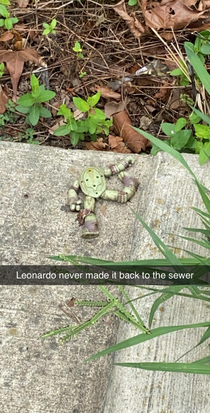 Found this poor guy on a walk the other day