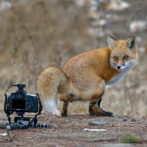 Fox having a go in front of a camera
