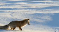 Fox hunting for mice under the snow