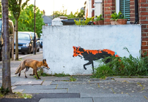 Fox meets Fox graffiti Photo Matthew Maran