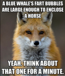 Fox with unusual ocean wisdom