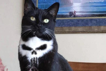 Frank Catsle