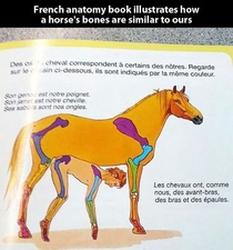 French anatomy book want to show the differences between human and horses bone structure