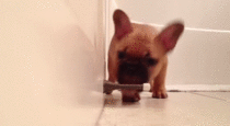 French Bulldog discovers doorstop