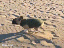 French Bulldog shows off his best Baywatch impression