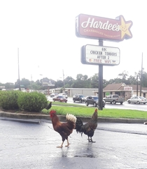 Fresh chicken is on the menu