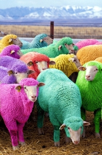 Freshly dyed sheep run in view of the highway near Bathgate Scotland The sheep farmer has been dying his sheep with NON-TOXIC dye since  to entertain passing motorists