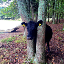Friend of mine came home to a cow stuck in her tree