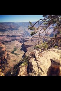 Friend of mine got photobombed at the Grand Canyon