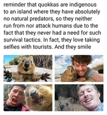 friendly fellas them quokkas