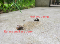 Friendly snail neighbors