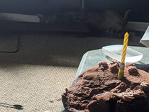 Friends cat just sat in his birthday cake
