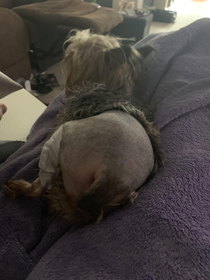 Friends dog had surgery and the shave made her look like she took her pants off