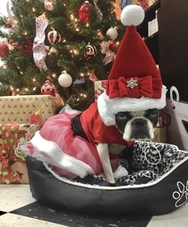 Friends dog is over her holiday shenanigans