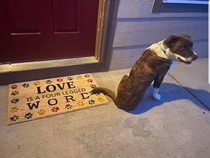 Friends mom sent her a welcome mat Her dog has three legs Dogs face says it all