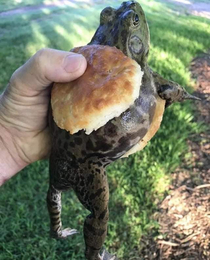 Frogburger looking delicious