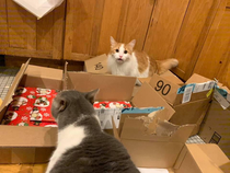 From a friend of mine Its hour  Ive wrapped  presents Meanwhile the cats have reached a new level of psychotic