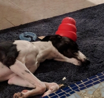 From this angle our whippet looks like a member of Devo WHIPPET GOOD