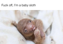 Fuck off Im a baby sloth